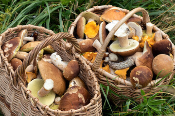 basket of mushrooms