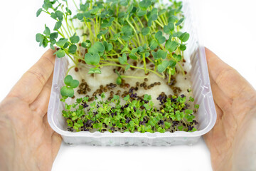 Fresh small microgreens in container for eco lifestyle. Healthy cooking, healthy eating