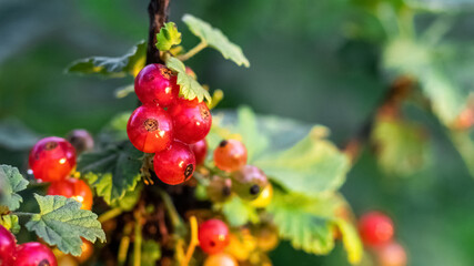 Red currant bush with berries during ripening