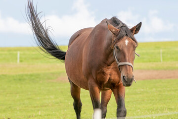 Fototapeta premium Horse in the field