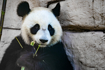 Fototapeta premium Close up of Giant panda eats some bamboo stick