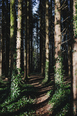 Scenery with a path into green, sunlit forest at springtime in Ireland. Contrast between green ivy and brown trunks