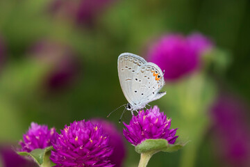 Eastern Tailed-Blue (Everes Comyntas) on Globe Amaranth (Gomphrena globosa) Marion County, Illinois