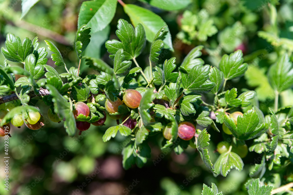 Wall mural green and ripe gooseberry on branch in garden close under sun