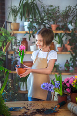 Little girl gardener plants hyacinth. Girl holding hyacinth in flower pot. Child taking care of...