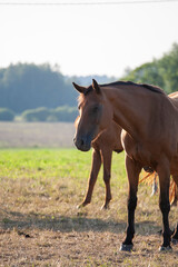 Fototapeta premium Horse in the field