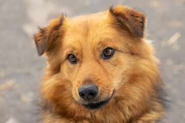 Adorable cute shaggy dog close up, portrait of a fluffy dog