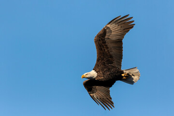 Bald eagle flying, Clinton County, Illinois.