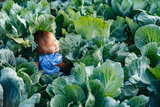 Baby sitting in cabbage plant. Cute little girl on cabbage field. Harvest Concept.