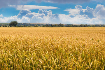 Wheat field and picturesque sky with white curly clouds