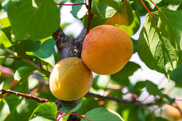 Large ripe apricots on a tree in sunny weather