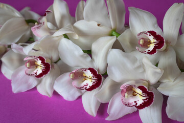 Obraz na płótnie Canvas beautiful white orchid branch on a purple background