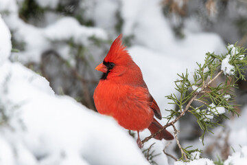 Male northern cardinal in juniper tree in winter, Marion County, Illinois.