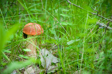 mushroom in the grass