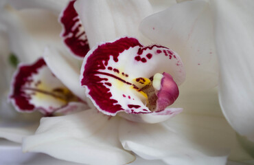 Close up of  a white orchid on a white background