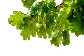 Green oak leaves on a white isolated background