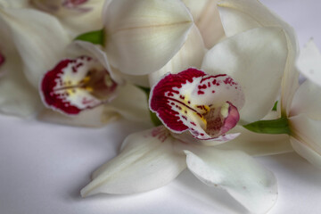 Obraz na płótnie Canvas close up of a white orchid on a white background