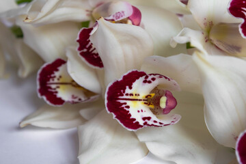 Close up of  a white orchid on a white background