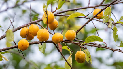 Ripe cherry-plum berries with raindrops in the garden on a tree. Growing cherry-plums