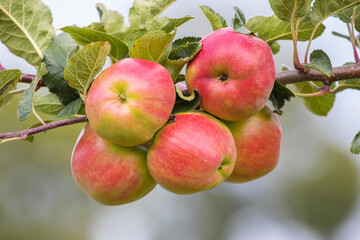 Apple tree branch with red apples on a blurred background during ripening