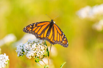 Fototapeta na wymiar Monarch butterfly on American boneset, Marion County, Illinois.