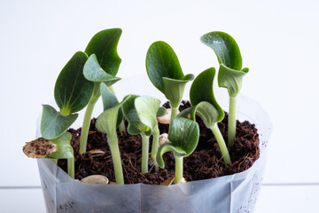 green sprouts of cucumber