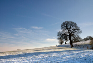 Solitary tree in winter