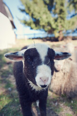 Curious little lamb looks into the camera. Black and white sheep. Newborn lamb toddler