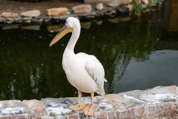 The great white pelican, rosy pelican at the zoo