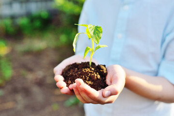 Close-up of hands holding a handful of earth with a young green plant seedling . The concept of ecology, spring, new life.