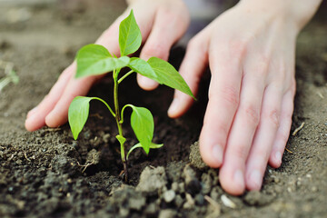 hands close-up plant a young green sprout or seedling in the soil. Landscaping, ecology, new life, environmental protection.