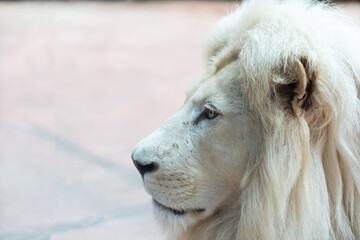 white lion in the zoo, the king of animals