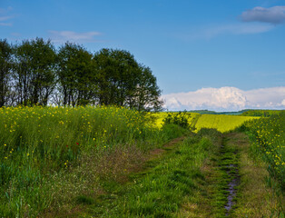 Spring view with rapeseed yellow blooming fields, small grove and dirty road, blue sky with clouds. Natural seasonal, good weather, climate, eco, farming, countryside beauty concept.