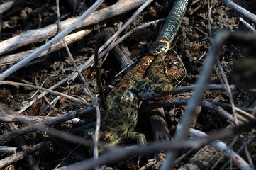 Close up of hunting grass snake has caught a frog