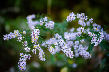Delicate wildflowers