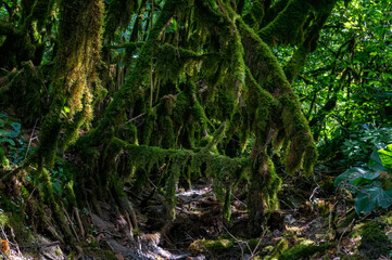 Close up of moss growing on tree branches.