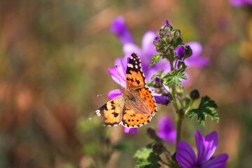 Butterfly Vanessa cardui sits on a flower Malva sylvestris. Spring background. Butterfly close-up, macro
