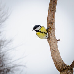 Great tit (Parus major) - on a branch.