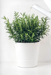 Fresh rosemary is growing in a flower pot indoors. The plant is watered from a watering can. White scandinavian interior design.