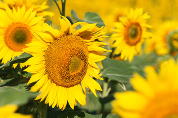 Fototapeta premium magnifique champ de tournesol en été, une couleur jaune intense