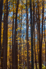Fototapeta premium Sunny Autumn day in colorful forest