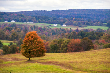 tree in peak autumn foliage in western  Maryland.