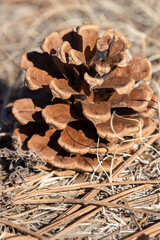 pine cone close up