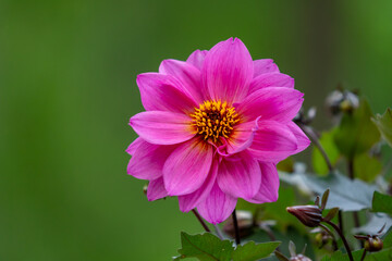 Close up of a pink Dahlia flower on green background