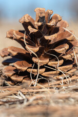 close up of pine cone