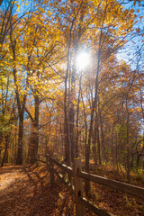 Fototapeta premium Sun shining through colorful Fall foliage