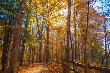 Sun shining through colorful Fall foliage