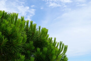 Top of green pine tree with branches and young twigs and pine needles in front of blue sky