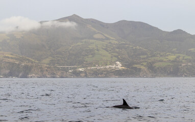 Common dolphin, Azores islands wildlife, whale watching.