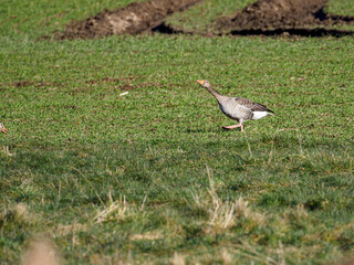 Obraz na płótnie Canvas a greylag goose looking for food in a meadow